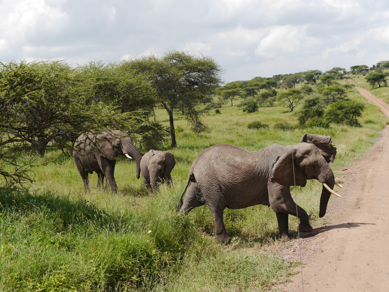 Spotting The 'Big 5' on Safari in The Serengeti, Tanzania | The Travelista