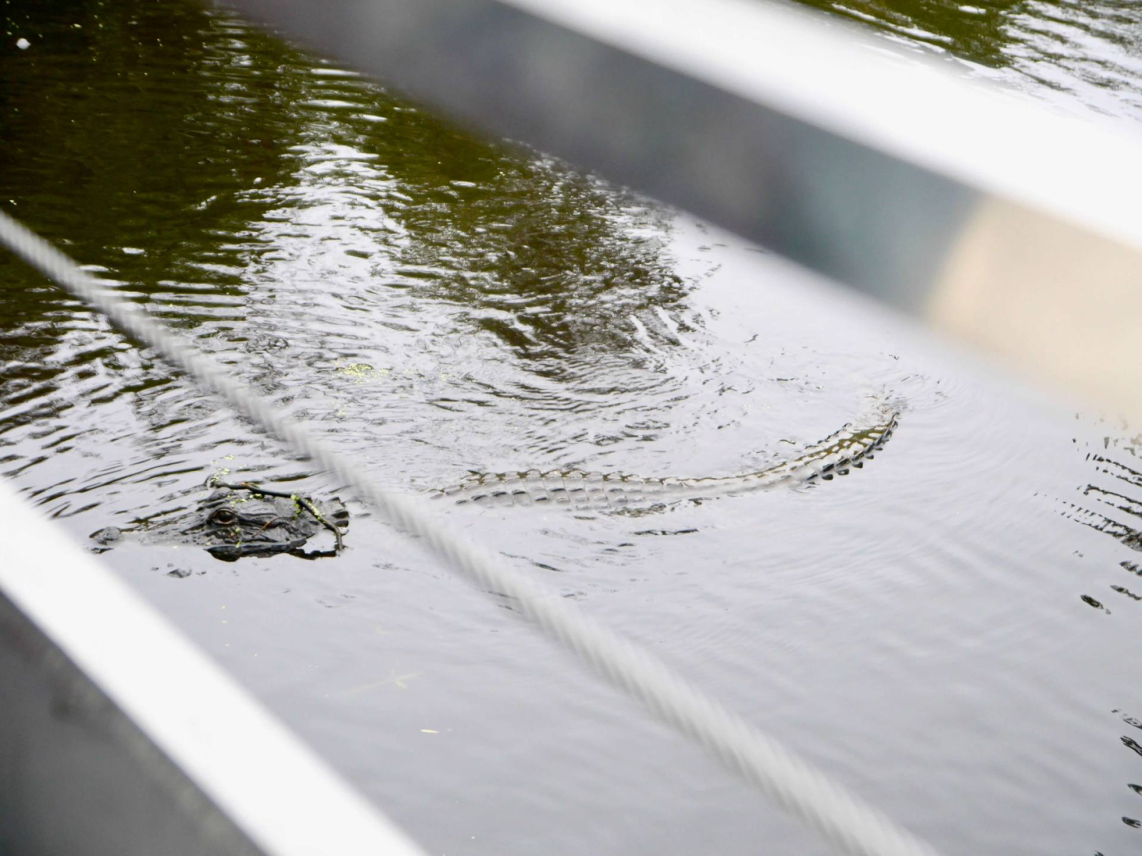 Cajun Pride Swamp Tours